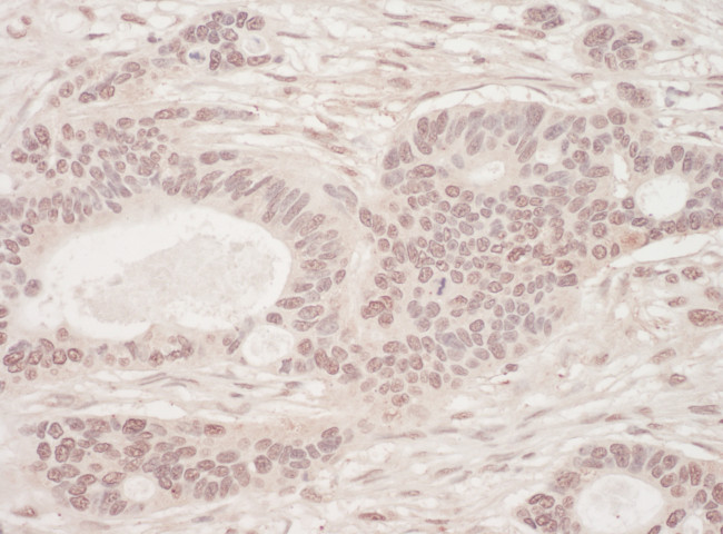 SLTM Antibody in Immunohistochemistry (Paraffin) (IHC (P))