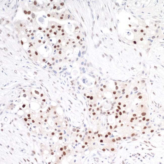TRAF4 Antibody in Immunohistochemistry (Paraffin) (IHC (P))