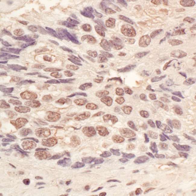 L3MBTL3 Antibody in Immunohistochemistry (Paraffin) (IHC (P))