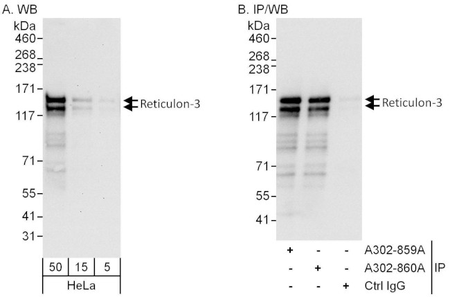 Reticulon-3 Antibody in Western Blot (WB)