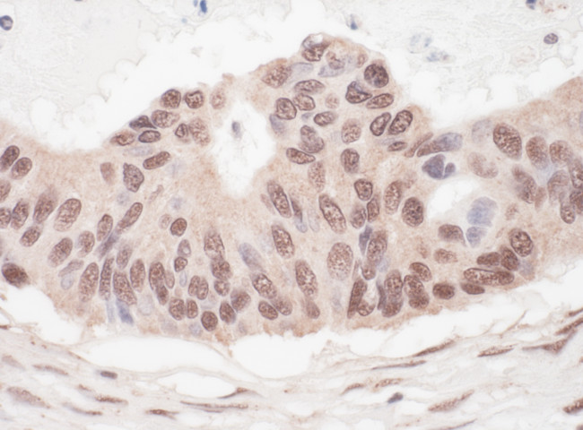 L3MBTL2 Antibody in Immunohistochemistry (Paraffin) (IHC (P))