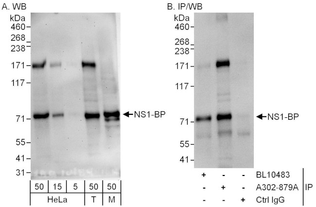 NS1-BP Antibody in Western Blot (WB)