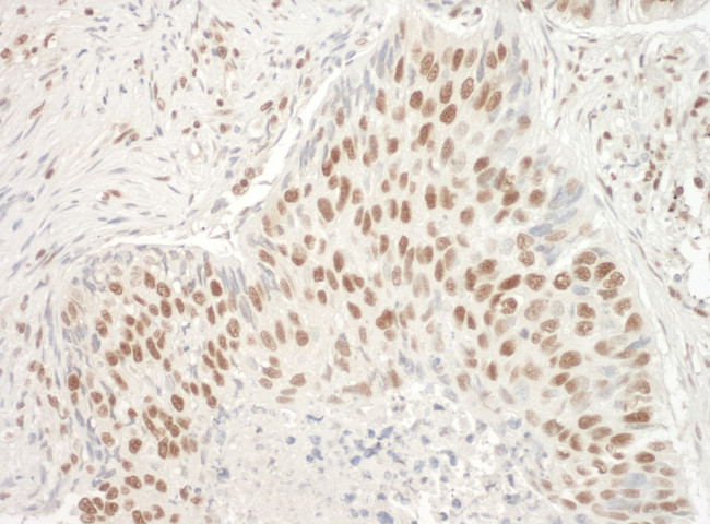 Aly Antibody in Immunohistochemistry (Paraffin) (IHC (P))
