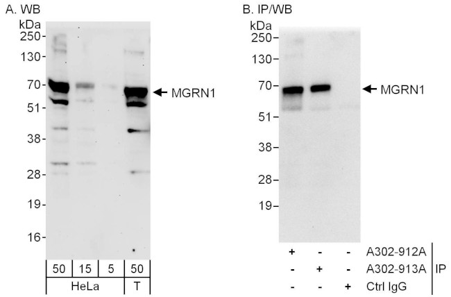 MGRN1 Antibody in Western Blot (WB)