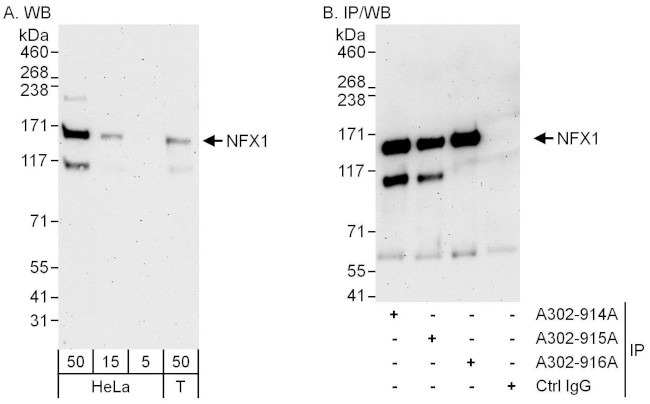 NFX1 Antibody in Western Blot (WB)