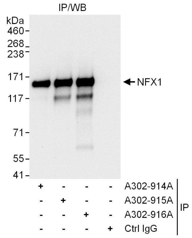 NFX1 Antibody in Immunoprecipitation (IP)