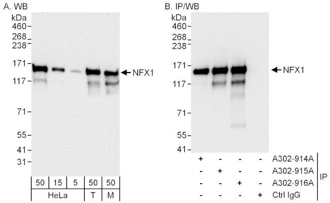 NFX1 Antibody in Western Blot (WB)