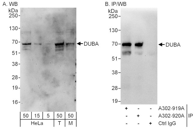 DUBA Antibody in Western Blot (WB)