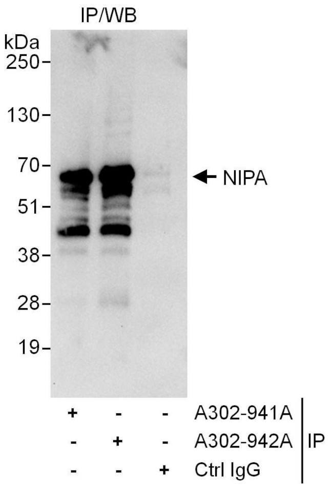 NIPA Antibody in Immunoprecipitation (IP)