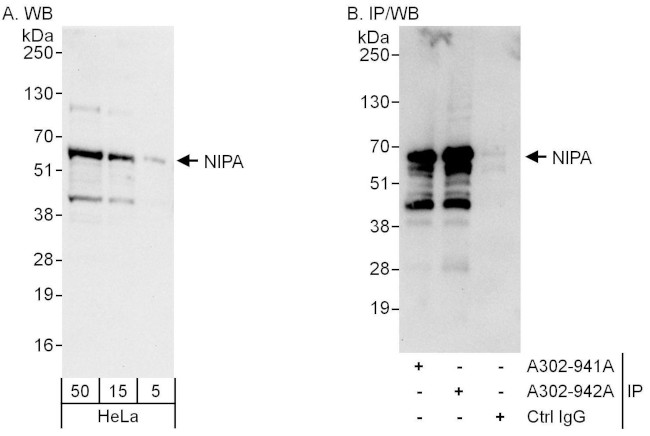NIPA Antibody in Western Blot (WB)