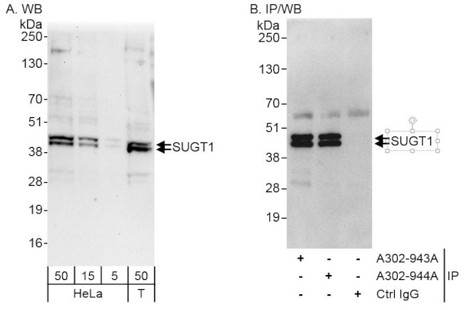 SUGT1 Antibody in Western Blot (WB)