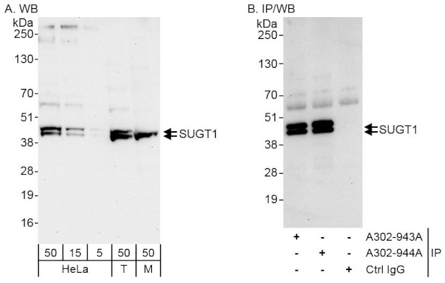 SUGT1 Antibody in Western Blot (WB)