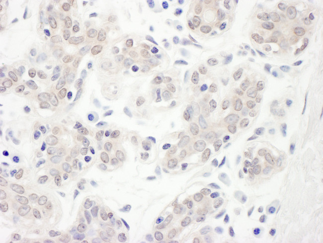 Hakai Antibody in Immunohistochemistry (Paraffin) (IHC (P))
