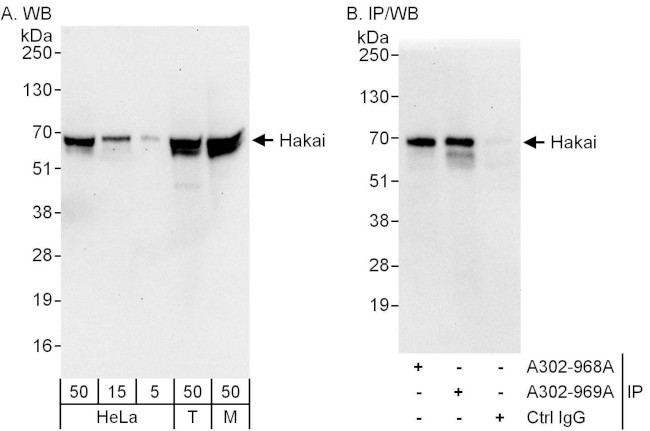 Hakai Antibody in Western Blot (WB)