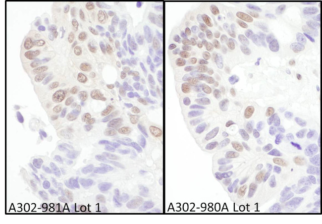 eIF4AIII/EIF4A3 Antibody in Immunohistochemistry (Paraffin) (IHC (P))