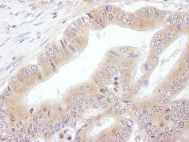 eIF3E Antibody in Immunohistochemistry (Paraffin) (IHC (P))