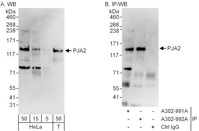 PJA2 Antibody in Western Blot (WB)