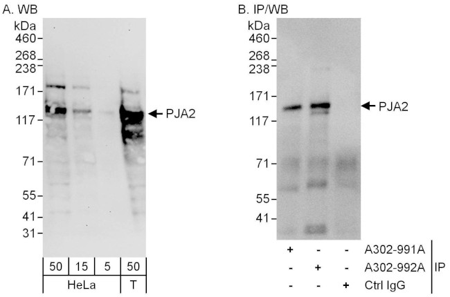 PJA2 Antibody in Western Blot (WB)