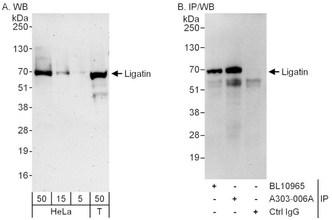 Ligatin Antibody in Western Blot (WB)