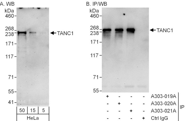 TANC1 Antibody in Western Blot (WB)