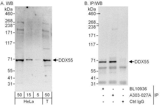 DDX55 Antibody in Western Blot (WB)