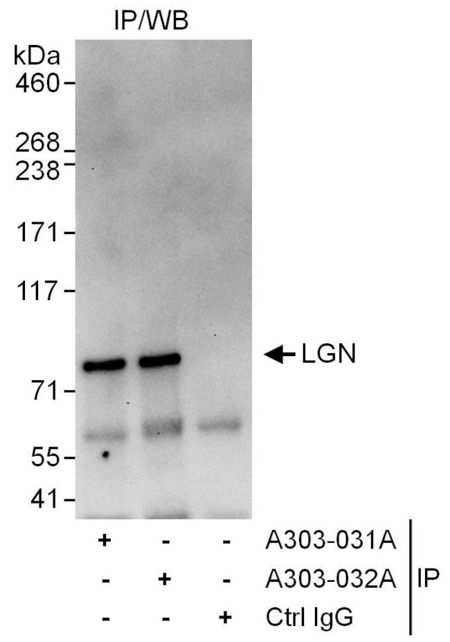 LGN Antibody in Immunoprecipitation (IP)