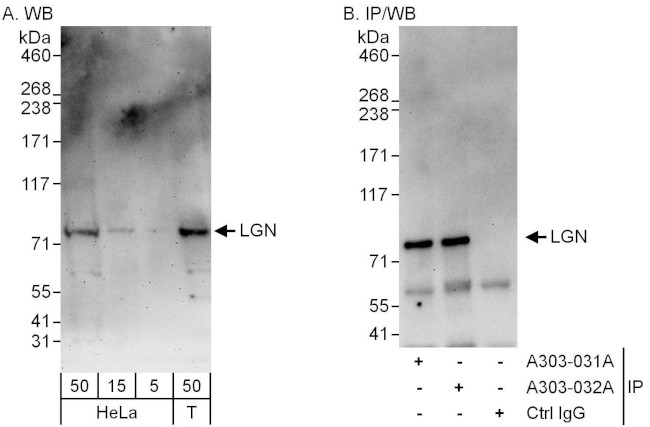LGN Antibody in Western Blot (WB)