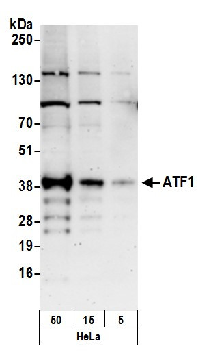 ATF1 Antibody in Western Blot (WB)