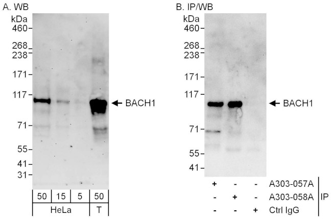BACH1 Antibody in Western Blot (WB)