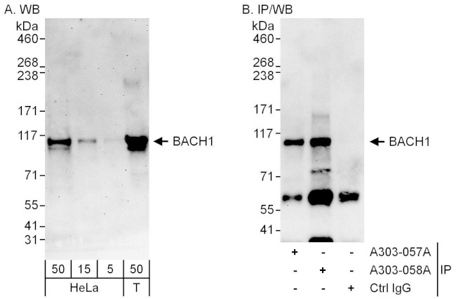 BACH1 Antibody in Western Blot (WB)