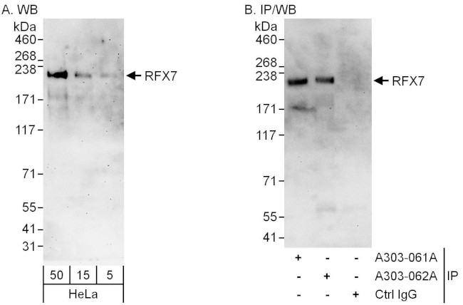 RFX7 Antibody in Western Blot (WB)