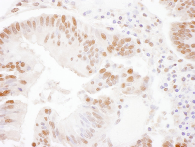 SSRP1 Antibody in Immunohistochemistry (Paraffin) (IHC (P))