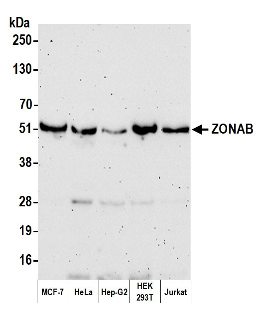 ZONAB Antibody in Western Blot (WB)