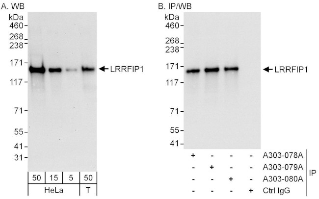 LRRFIP1 Antibody in Western Blot (WB)