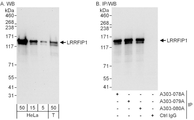 LRRFIP1 Antibody in Western Blot (WB)
