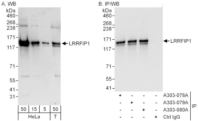 LRRFIP1 Antibody in Western Blot (WB)