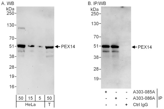 PEX14 Antibody in Western Blot (WB)