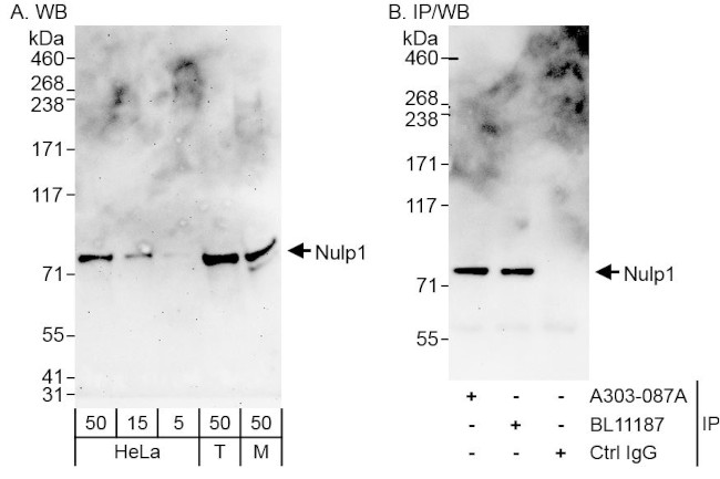 Nulp1 Antibody in Western Blot (WB)