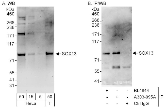 SOX13 Antibody in Western Blot (WB)