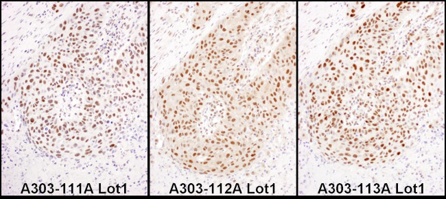 HEXIM1 Antibody in Immunohistochemistry (Paraffin) (IHC (P))