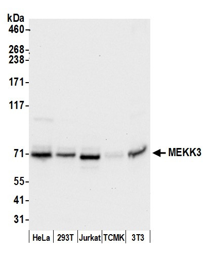 MEKK3 Antibody in Western Blot (WB)