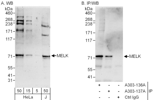 MELK Antibody in Western Blot (WB)