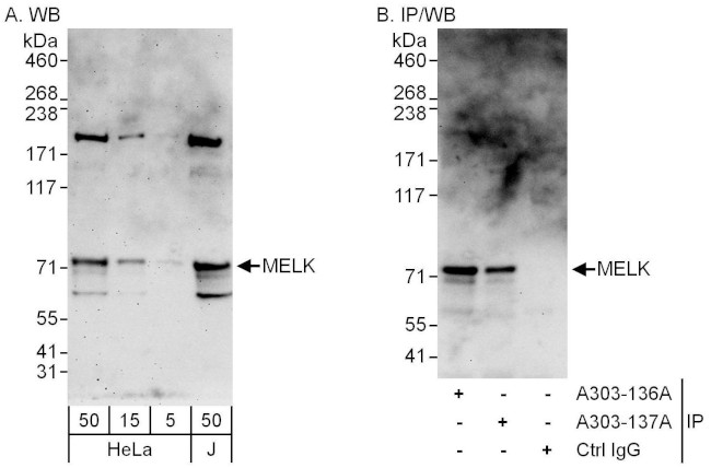 MELK Antibody in Western Blot (WB)