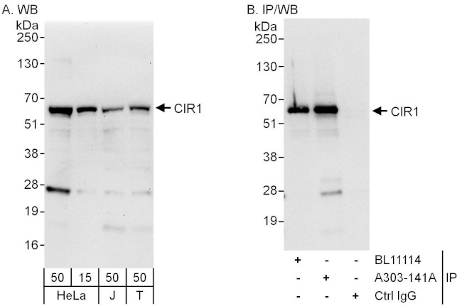 CIR1 Antibody in Western Blot (WB)