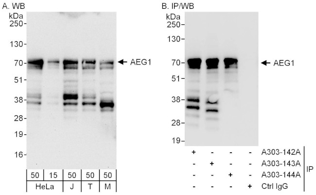 AEG1 Antibody in Western Blot (WB)