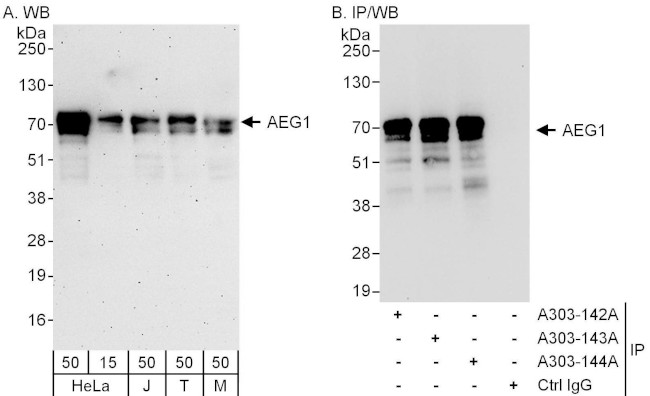 AEG1 Antibody in Western Blot (WB)