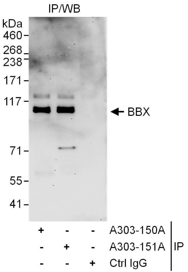 BBX Antibody in Immunoprecipitation (IP)