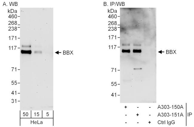 BBX Antibody in Western Blot (WB)