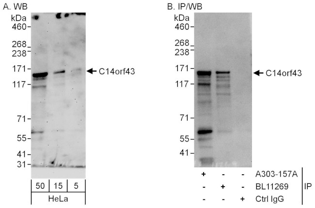 C14orf43 Antibody in Western Blot (WB)