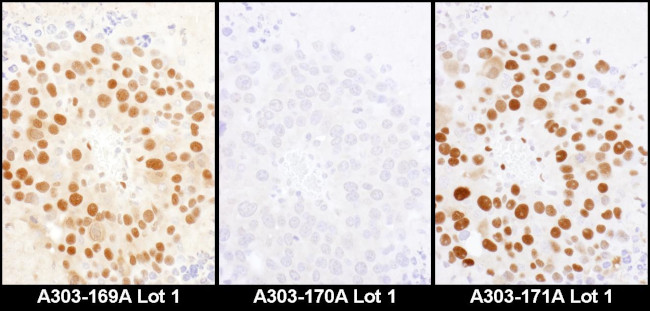 HDGF Antibody in Immunohistochemistry (Paraffin) (IHC (P))